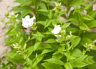 Hummingbird hawk-moth is sucking nectar from blossom of white phlox 