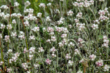 Katzenpf&ouml;tchen Antennaria