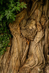 Tree knot