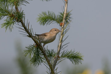Gartengrasmücke
