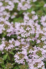 イブキジャコウソウ