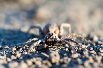Wolf spider Hogna radiata