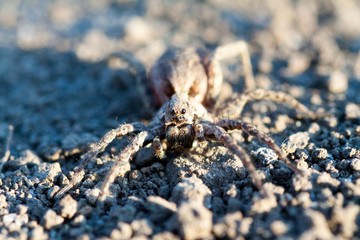 Wolf spider Hogna radiata