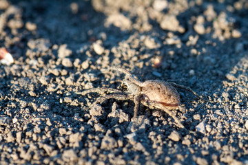 Wolf spider Hogna radiata
