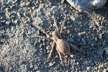 Wolf spider Hogna radiata