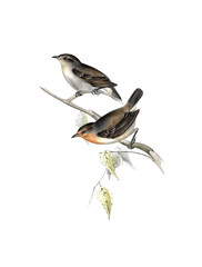 Illustration of bird