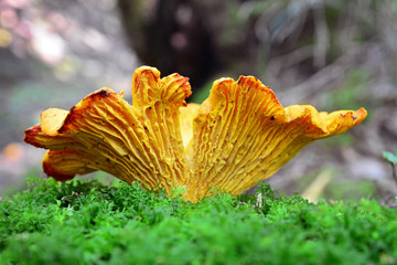 Chanterelle, cantharellus cibarius