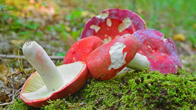 russula sanguinaria mushroom