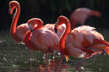 American Flamingo. Phoenicopterus ruber
