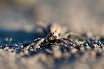 Wolf spider Hogna radiata