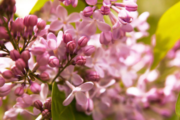 Floral summer background, soft focus. Blooming lilac. Blurred background.