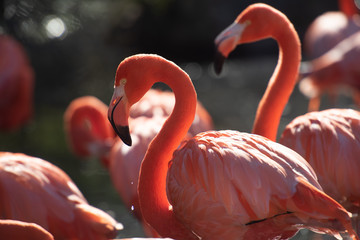 American Flamingo. Phoenicopterus ruber