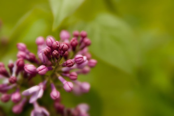 Floral summer background, soft focus. Blooming lilac. Blurred background.
