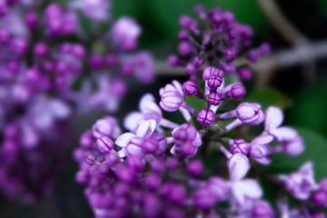Fototapeta na wymiar Floral summer background, soft focus. Blooming lilac. Blurred background.