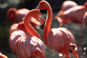 Naklejka premium American Flamingo. Phoenicopterus ruber