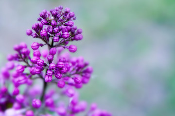 Floral summer background, soft focus. Blooming lilac. Blurred background.