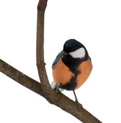 orange colored tit isolated on white