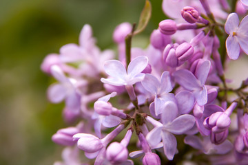 Floral summer background, soft focus. Blooming lilac. Blurred background.