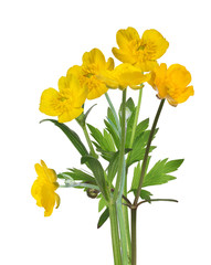 wild yellow buttercups bunch on white
