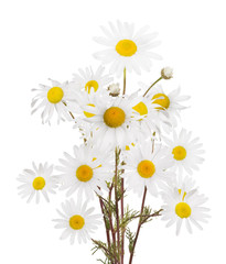 Obraz premium isolated lush bunch of fine chamomile flowers