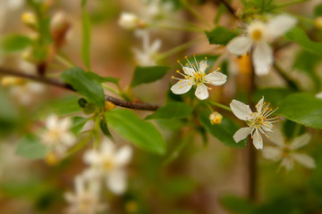 Floral summer background, soft focus. Blooming appletree. Blurred background.