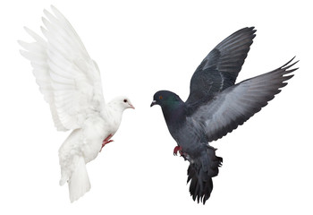 dark and light pigeons flying on white