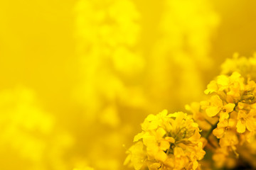 Rape flowers close-up on the background of the field. Beautiful soft focus.