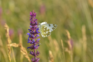 Superb butterfly sitting on a purple flower
