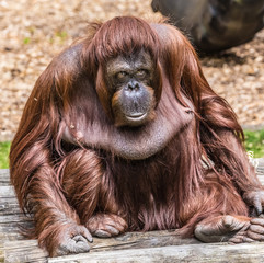 Obraz premium ape man
