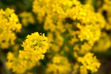 Rape flowers close-up on the background of the field. Beautiful soft focus.