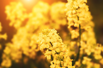 Rape flowers close-up on the background of the field. Beautiful soft focus.