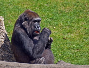 guck mal, ein Gorilla 