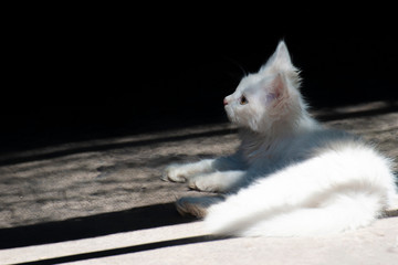 Fototapeta premium A small fluffy white cat looks around