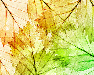 Obrazy  kolor cienkich liści w tle