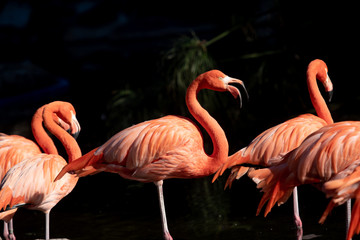 American Flamingo. Phoenicopterus ruber