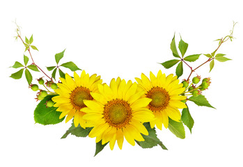 Obraz premium Sunflowers, green berries and leaves of wild grape in a summer arramgement