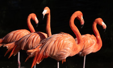 American Flamingo. Phoenicopterus ruber