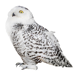 Obraz premium isolated on white polar owl