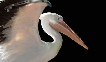 large pelican closeup isolated on black - obrazy, fototapety, plakaty