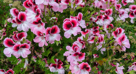 Fototapeta premium flowers white red geranium green bushes