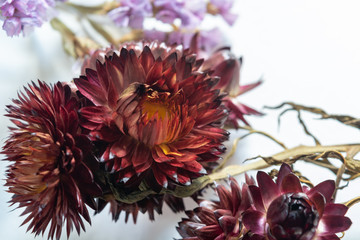 dried flowers closeup on white background
