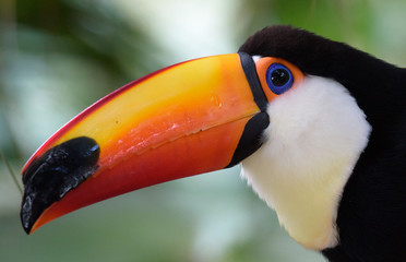 Ramphastos toco toucan