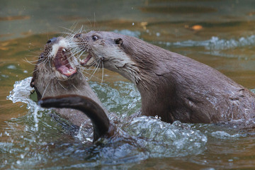 Cute funny otters playing  in splashing water