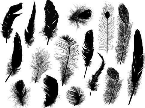 sixteen black feathers collection on white