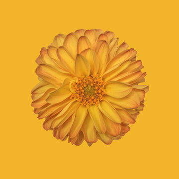 Dahlia on plain background, yellow