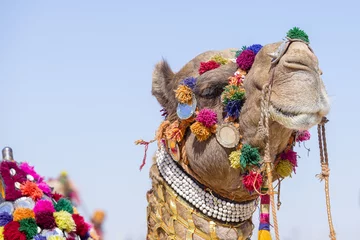 Crédence de cuisine en verre imprimé Chameau Tête de chameau décorée de pompons colorés, de colliers et de perles. Festival du désert, Jaisalmer, Inde