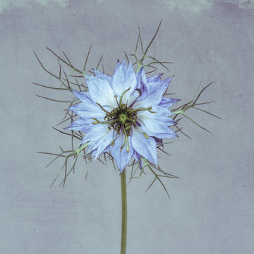 Blue, white and green nigella against gray