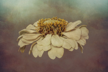 Zinnia flower, white, close-up