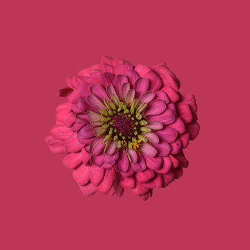 Zinnia flower, pink on plain background