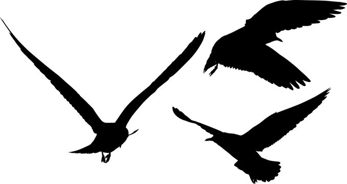 group of three black seagulls illustration